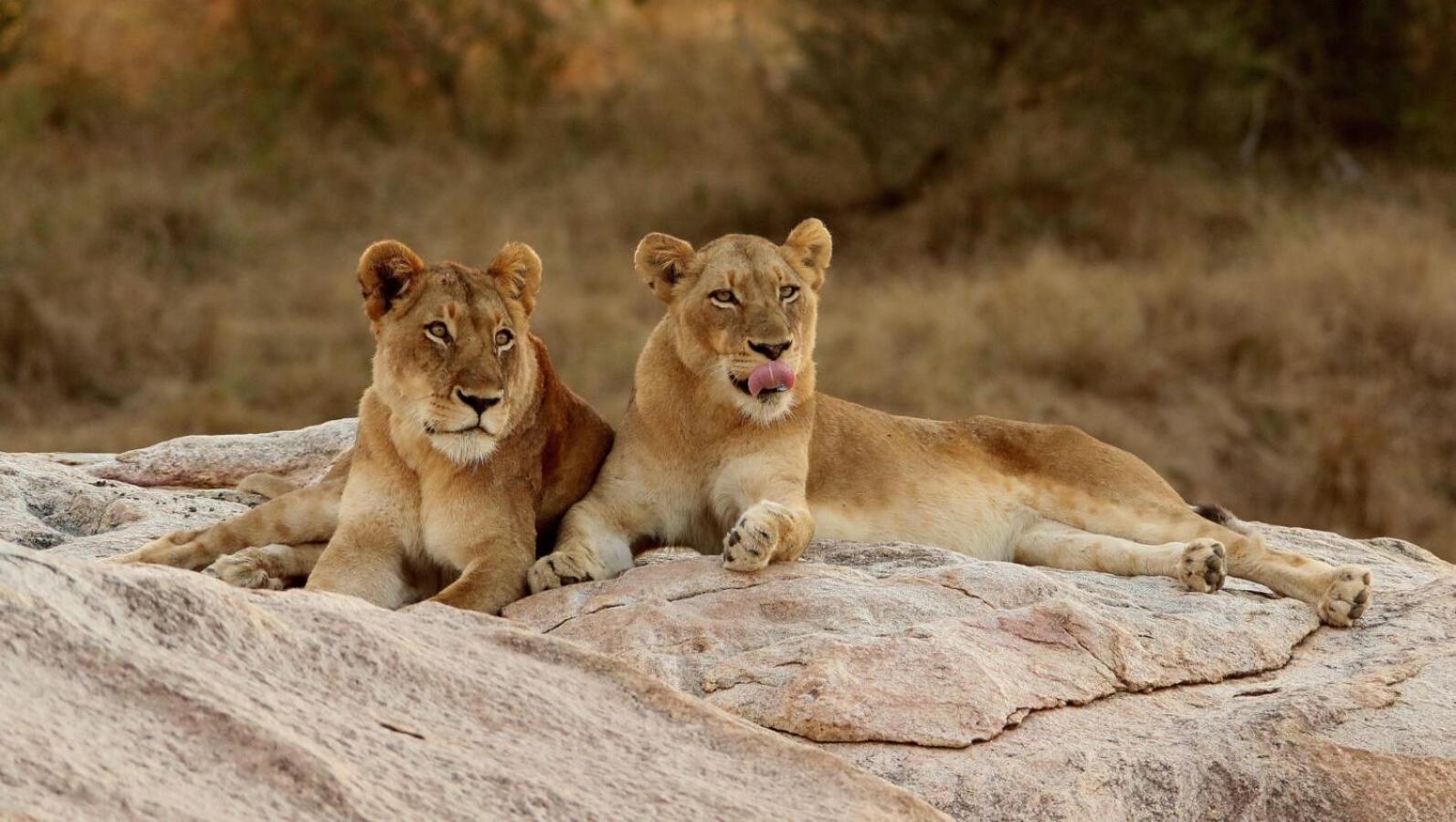 Leopard Hills Private Game Reserve Sabi Sand Game Reserve Exteriér fotografie