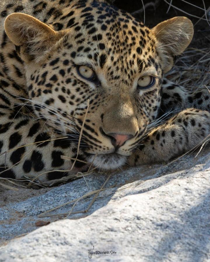 Leopard Hills Private Game Reserve Sabi Sand Game Reserve Exteriér fotografie
