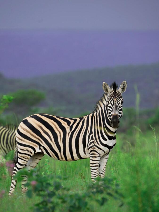 Leopard Hills Private Game Reserve Sabi Sand Game Reserve Exteriér fotografie