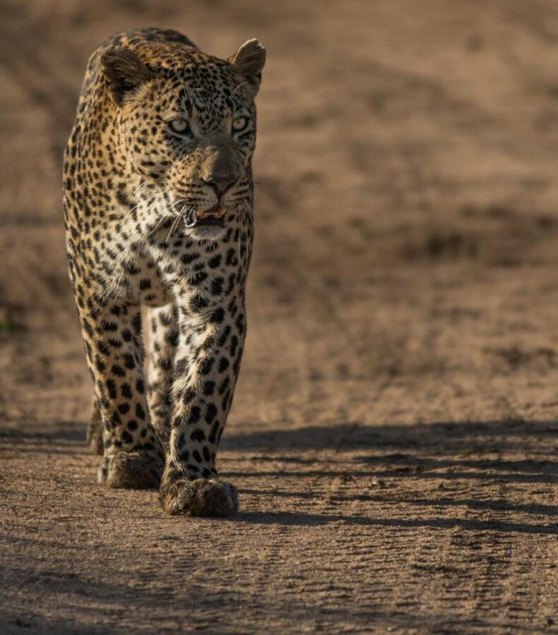 Leopard Hills Private Game Reserve Sabi Sand Game Reserve Exteriér fotografie